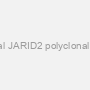 Polyclonal JARID2 polyclonal antibody